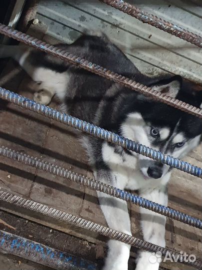 Сибирский хаски