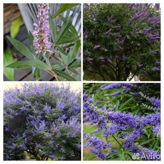 Саженцы Витекс священный