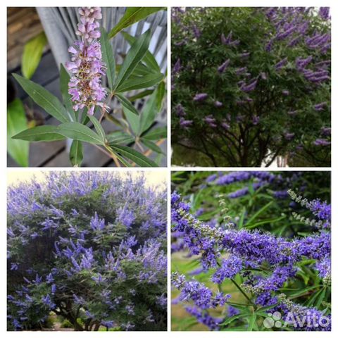 Саженцы Витекс священный