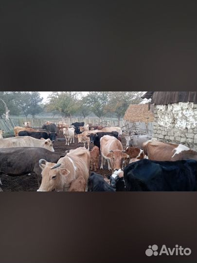 Коровы дойные и телята