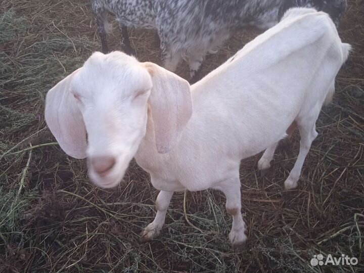 Нубийские козы