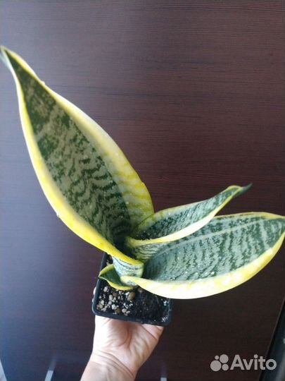 Сансевиерия Футура суперба