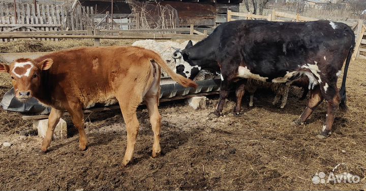Корова дойная с телёнком