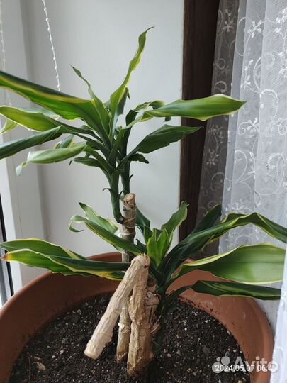 Драцена фрагранс
