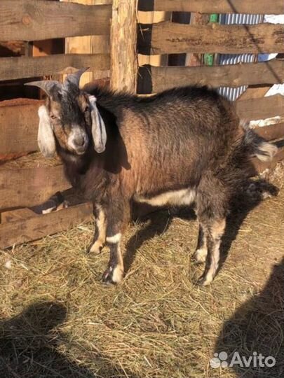 Козел на вязку