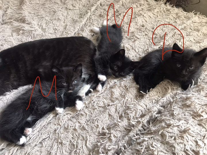 Кошки в добрые руки бесплатно