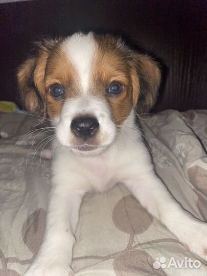 Щенок в добрые руки