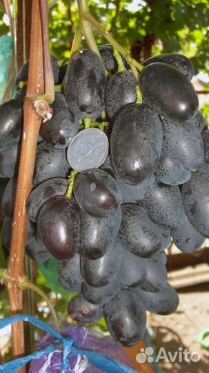 Черенки винограда