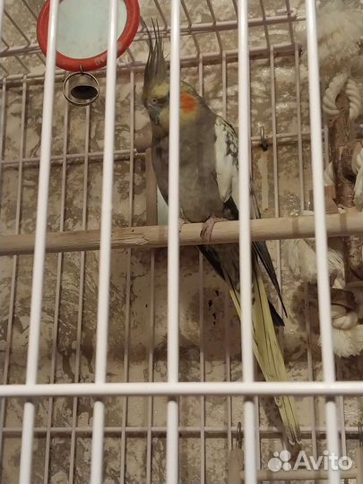 Попугай Корелла