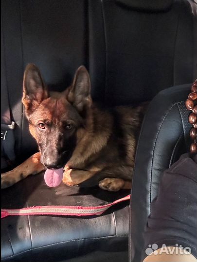 Немецкая овчарка