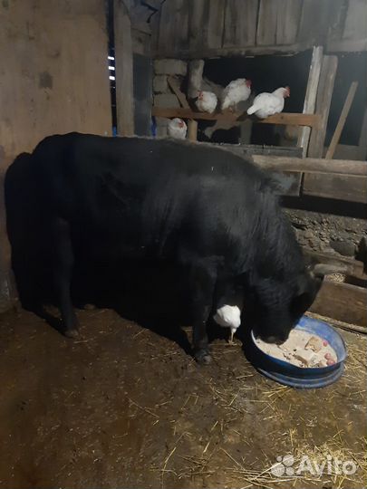 Быки живым весом
