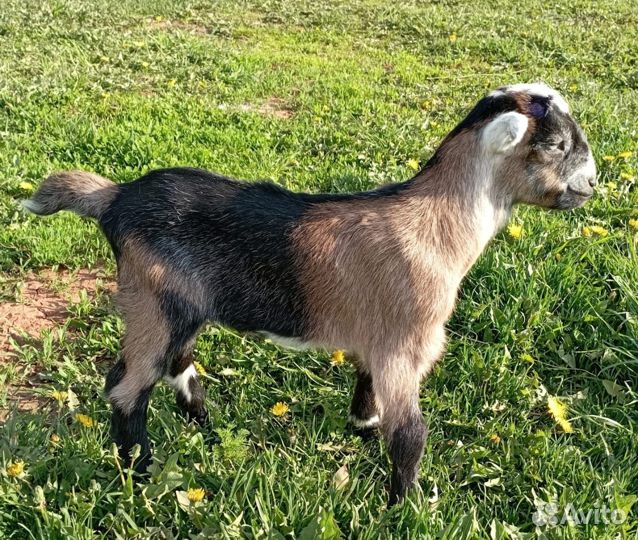 Обезроживание козлят термокаутером