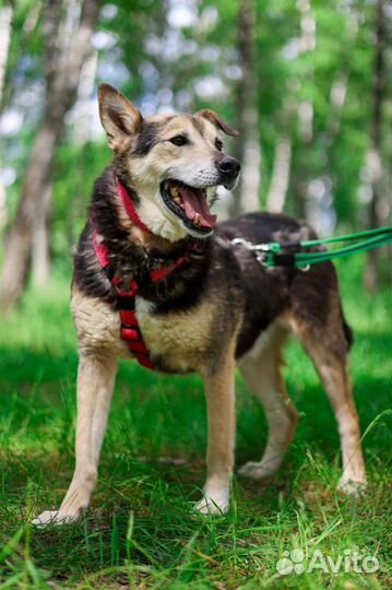 Взрослый Сэм очень ждёт семью