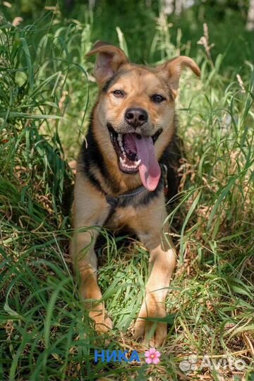 Собака в добрые руки