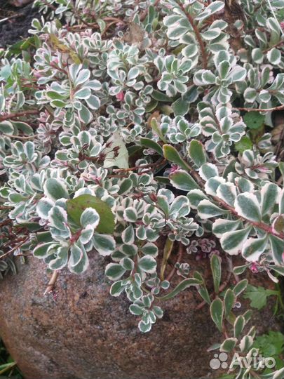 Дендробиум