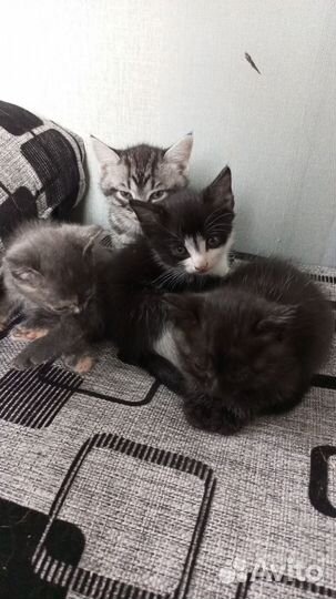 Кошки в добрые руки бесплатно