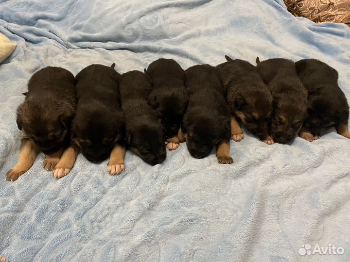 Овчарка помесь