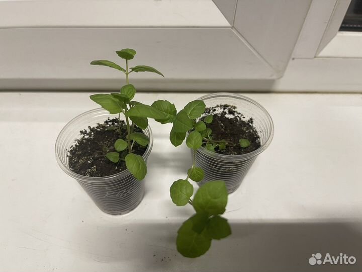 Мелисса и мята