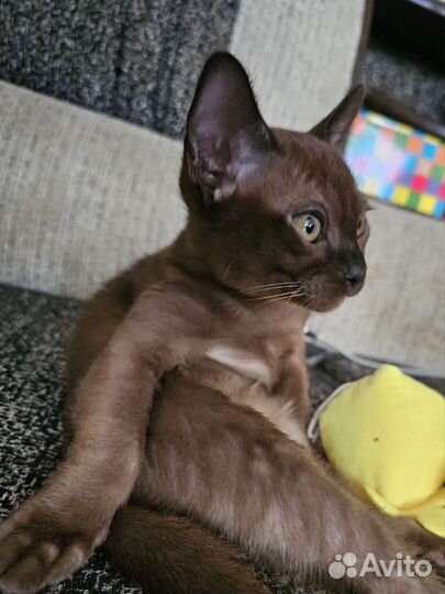 Котята европейской бурмы