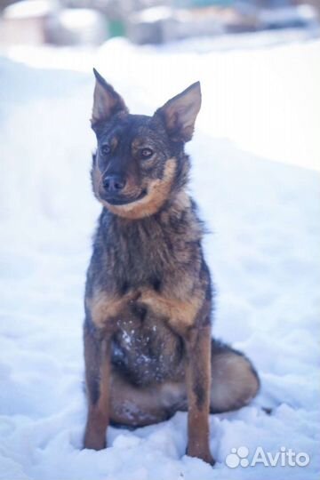 Шикарная собака