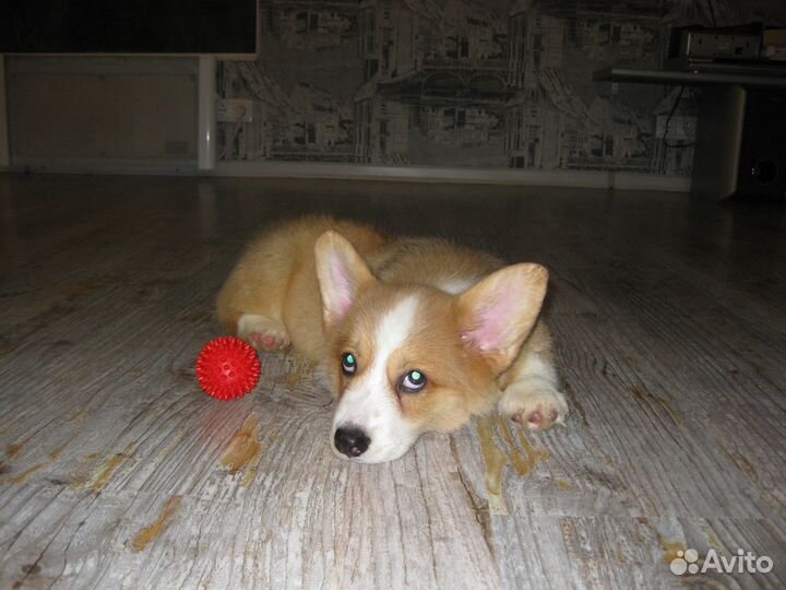 Вельш корги пемброк