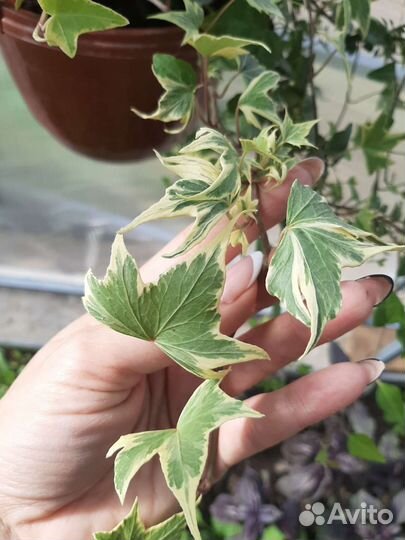 Хоста, колеусы, камнеломка карамель, плющ