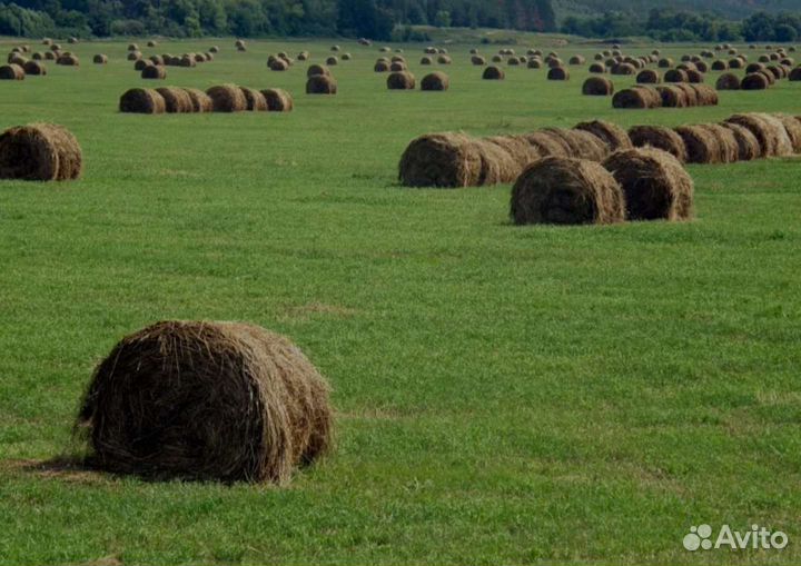 Сено в тюках и рулонах