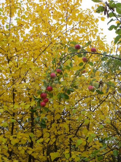 Дача 25 м² на участке 15 сот.