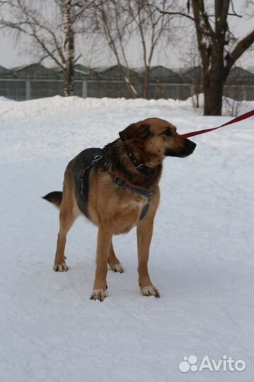 Бельгийская овчарка