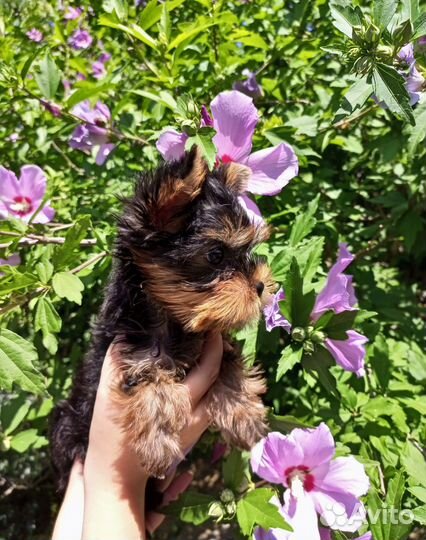 Йорки девочки