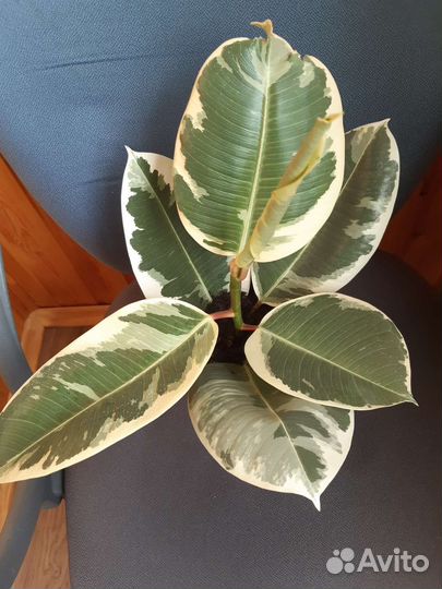 Фикус каучуконосный