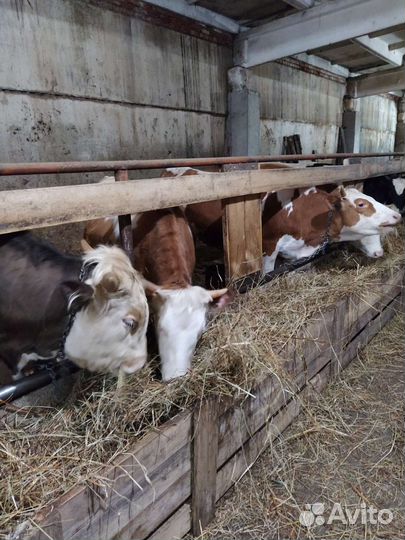 Телочки стальные.три головы.только на корову
