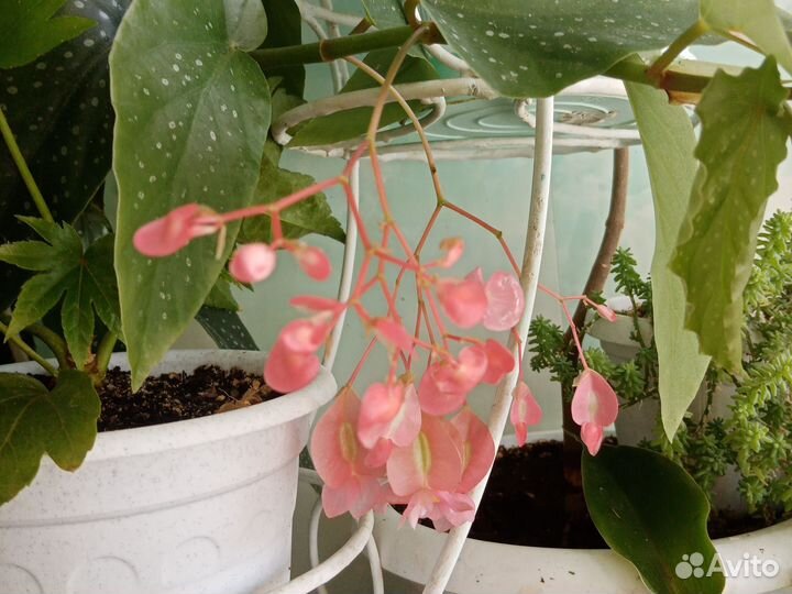 Бегония Крылья ангела