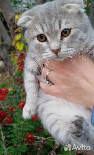 Котенок вислоухий