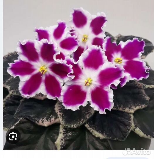 Детки фиалки Мармеладные ромашки