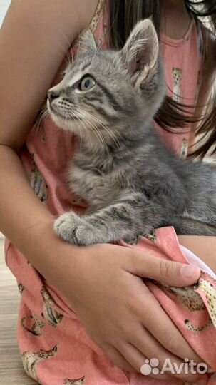 Чудесный котенок мальчик
