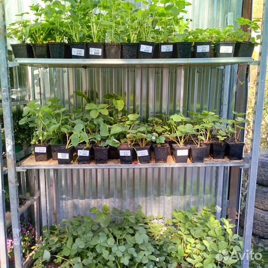 Саженцы рассада клубники земляники