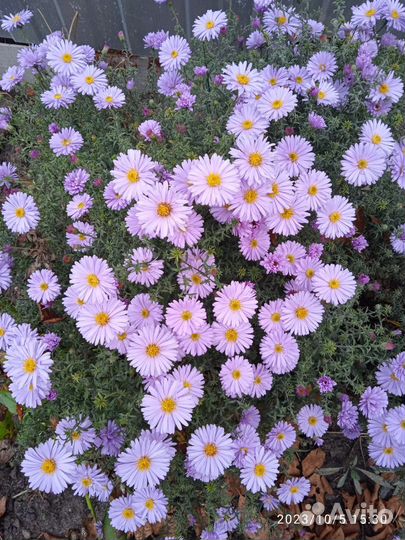 Октябринки астра