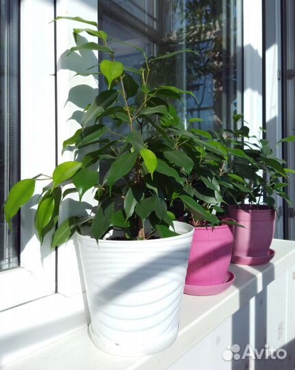 Фикус бенджамина