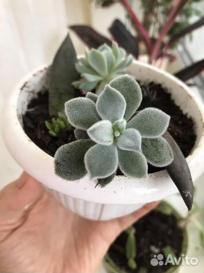 Суккуленты для флорариума