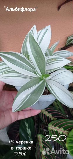 Традесканции