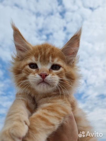 Котята мейн-кун