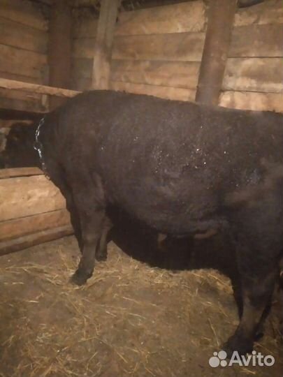 Продам быков