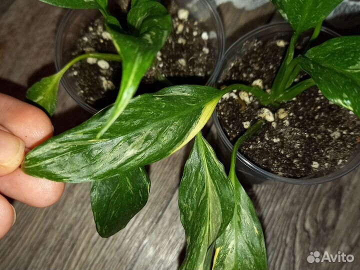 Спатифиллум джемени