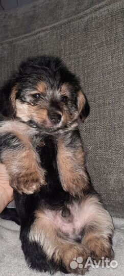 Йоркширский терьер щенки помесь