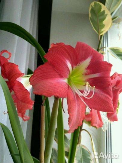 Гиппеаструм в горшке