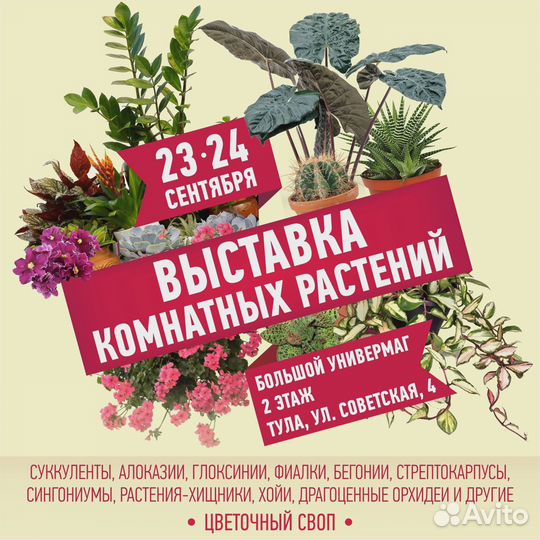 Предлагаю сортовые фиалки