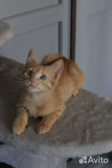 Кошка в дар бесплатно