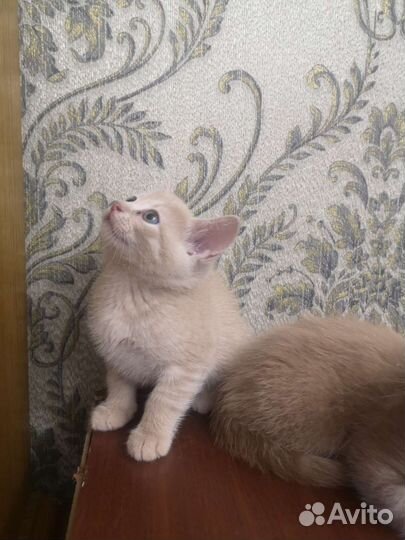 Котята в дар