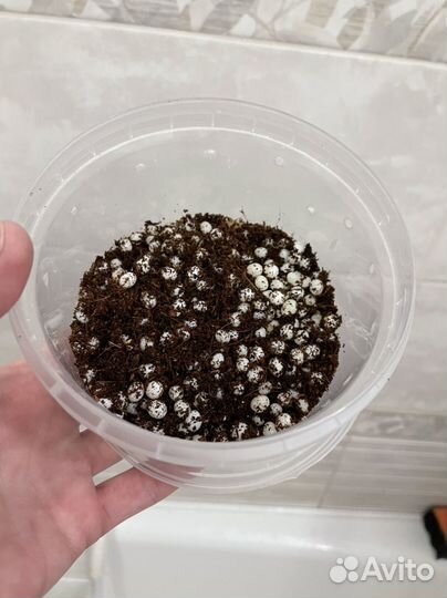 Улитка ахатина